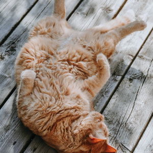 Relaxation Qigong - Audio Meditation