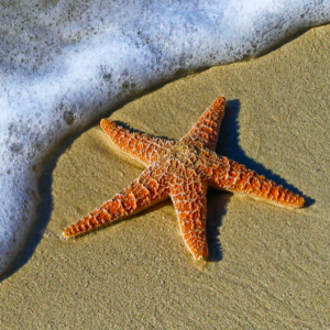 Relaxation Therapy via Telemedicine