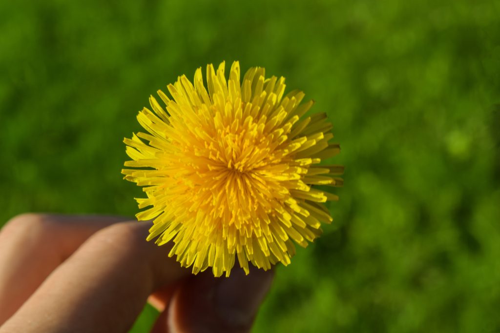 dandelion held in hand