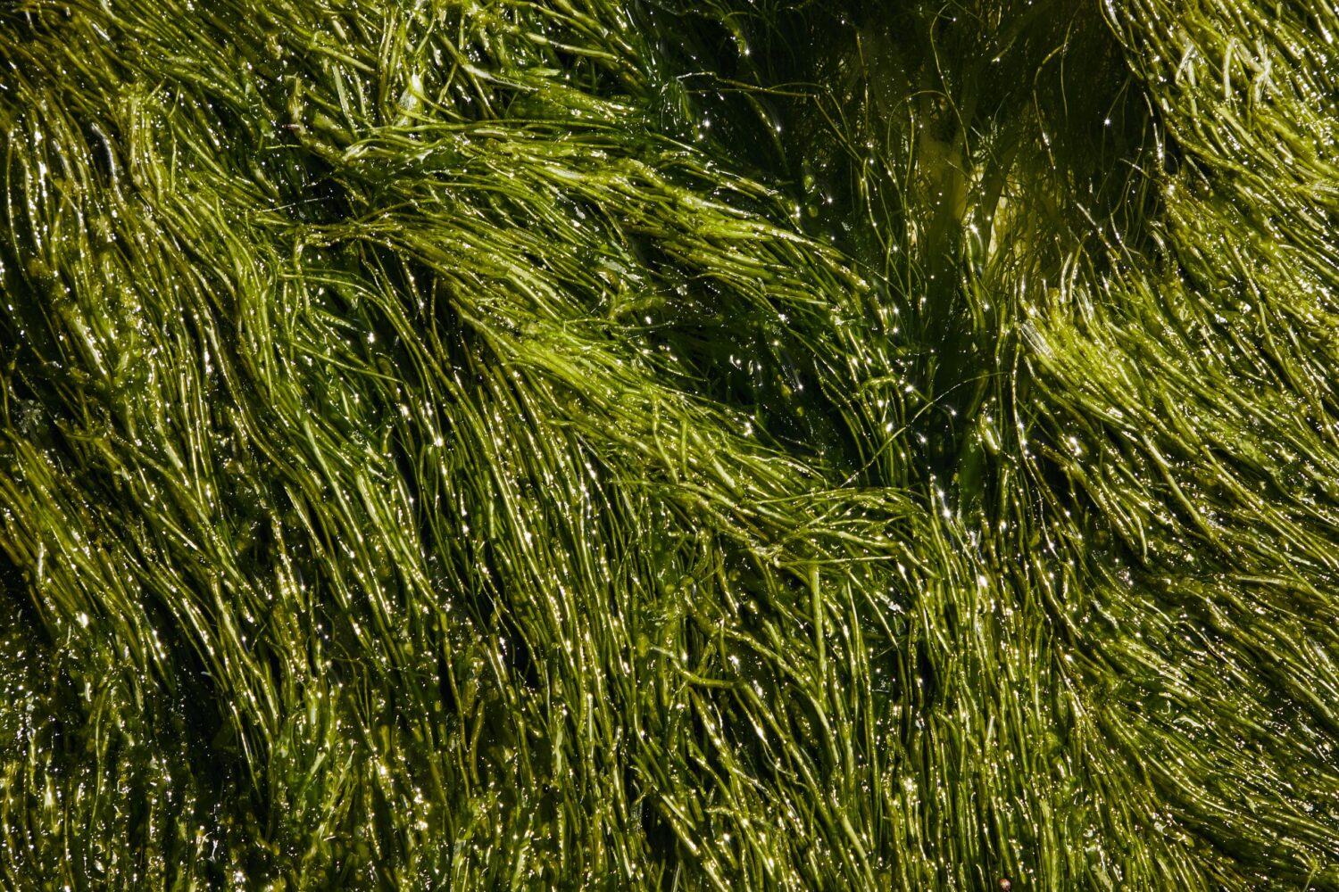 Algae